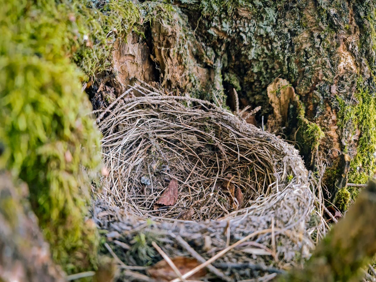 Photo of an empty nest by dabatepatfotos